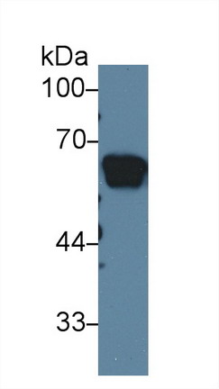 Angiotensinogen (AGT) Rat Polyclonal Antibody