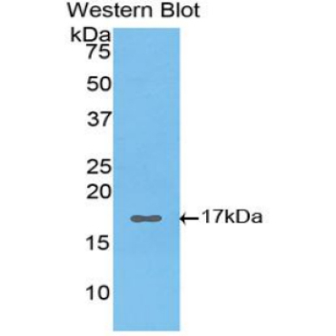 Hypoxia Inducible Factor 1 Alpha (HIF1a) Bovine (Cattle) Polyclonal Antibody