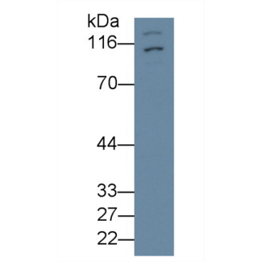 Hypoxia Inducible Factor 1 Alpha (HIF1a) Bovine (Cattle) Polyclonal Antibody