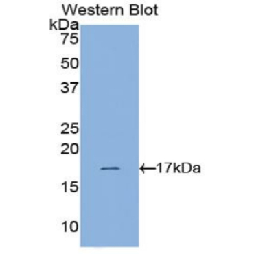 Hypoxia Inducible Factor 1 Alpha (HIF1a) Chicken (Gallus) Polyclonal Antibody