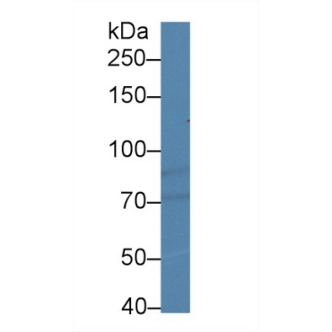 Hypoxia Inducible Factor 1 Alpha (HIF1a) Chicken (Gallus) Polyclonal Antibody
