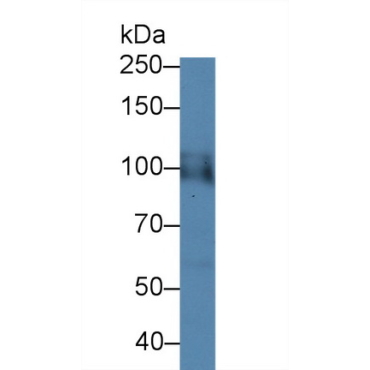 Hypoxia Inducible Factor 1 Alpha (HIF1a) Chicken (Gallus) Polyclonal Antibody