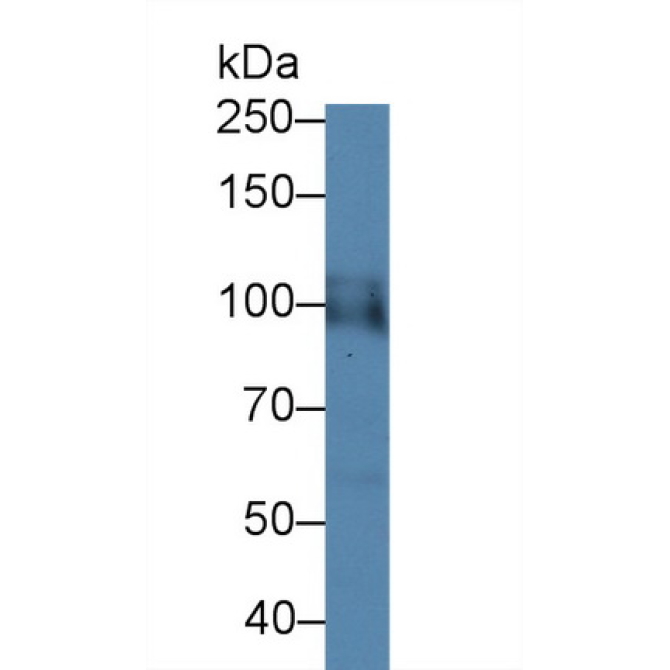 Hypoxia Inducible Factor 1 Alpha (HIF1a) Chicken (Gallus) Polyclonal Antibody