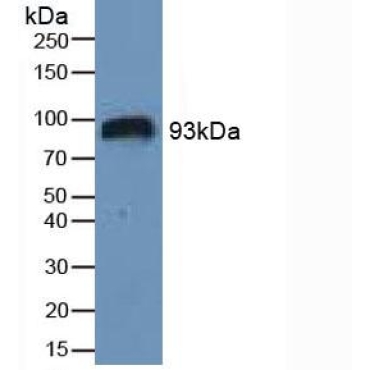 Hypoxia Inducible Factor 1 Alpha (HIF1a) Human Polyclonal Antibody