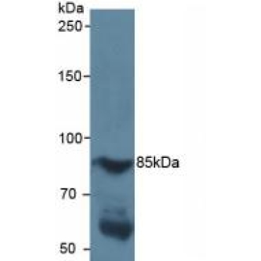 Hypoxia Inducible Factor 1 Alpha (HIF1a) Human Polyclonal Antibody