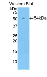 Hypoxia Inducible Factor 1 Alpha (HIF1a) Pig Polyclonal Antibody
