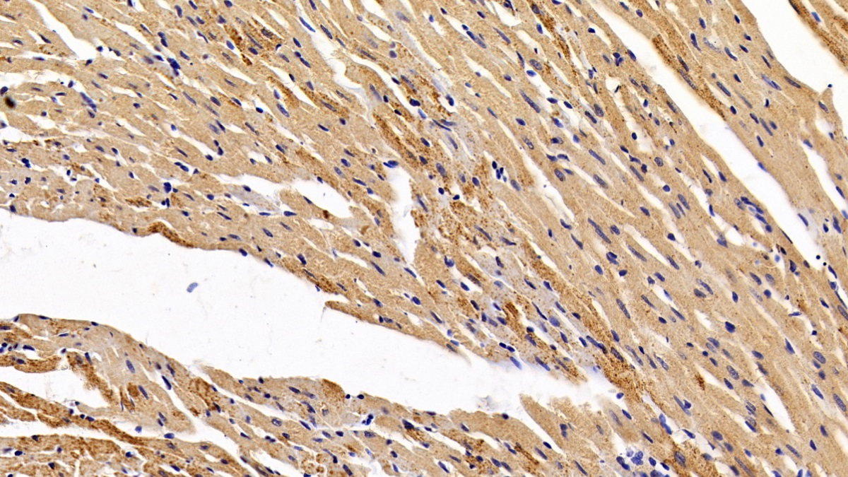Hypoxia Inducible Factor 1 Alpha (HIF1a) Rat Polyclonal Antibody