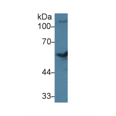 Bone Morphogenetic Protein 7 (BMP7) Bovine (Cattle) Polyclonal Antibody