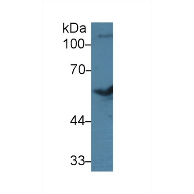 Bone Morphogenetic Protein 7 (BMP7) Bovine (Cattle) Polyclonal Antibody