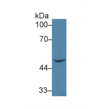 Bone Morphogenetic Protein 7 (BMP7) Human Polyclonal Antibody