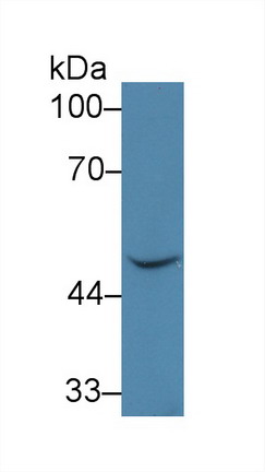 Bone Morphogenetic Protein 7 (BMP7) Human Polyclonal Antibody