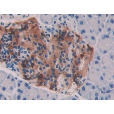 Bone Morphogenetic Protein 7 (BMP7) Mouse Polyclonal Antibody