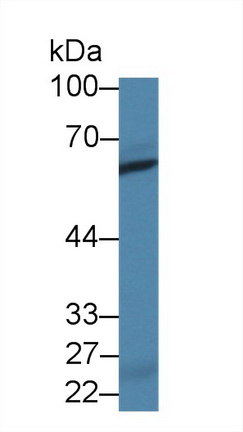 Alkaline Sphingomyelinase (Alk-Smase) Rat Polyclonal Antibody