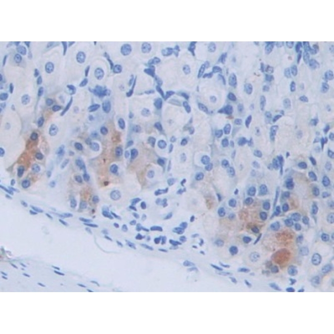 Cholecystokinin (CCK) Mouse Polyclonal Antibody
