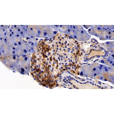 Glucagon Like Peptide 1 (GLP1) Mouse Polyclonal Antibody