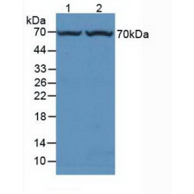 Fucosidase Alpha L1, Tissue (FUCa1) Mouse Polyclonal Antibody