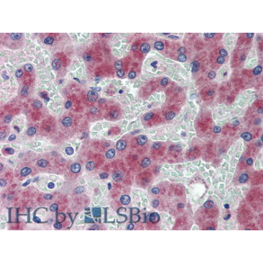 Angiotensin I (AngI) Human Polyclonal Antibody