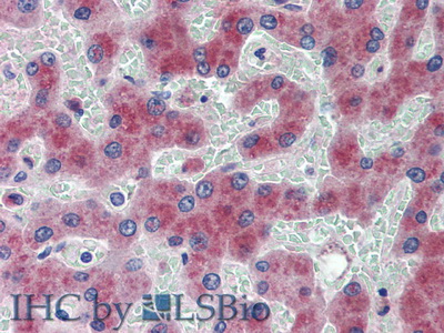Angiotensin I (AngI) Human Polyclonal Antibody