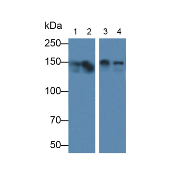 Nitric Oxide Synthase 1, Neuronal (NOS1) Human Polyclonal Antibody