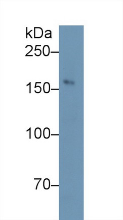 Nitric Oxide Synthase 1, Neuronal (NOS1) Rat Polyclonal Antibody