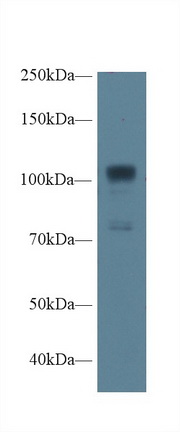 Nitric Oxide Synthase 1, Neuronal (NOS1) Rat Polyclonal Antibody