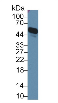 Alpha-1-Acid Glycoprotein (a1AGP) Mouse Polyclonal Antibody