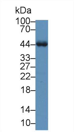 Alpha-1-Acid Glycoprotein (a1AGP) Rat Polyclonal Antibody