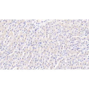 Haptoglobin (Hpt) Bovine (Cattle) Polyclonal Antibody