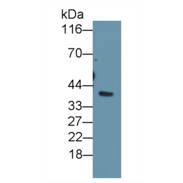 Haptoglobin (Hpt) Capra hircus; Caprine (Goat) Polyclonal Antibody