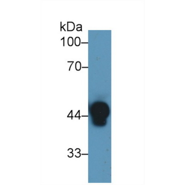 Haptoglobin (Hpt) Human Polyclonal Antibody