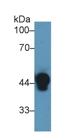 Haptoglobin (Hpt) Human Polyclonal Antibody