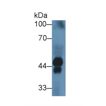 Haptoglobin (Hpt) Human Polyclonal Antibody