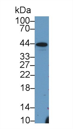 Haptoglobin (Hpt) Mouse Polyclonal Antibody