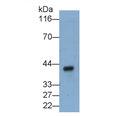 Haptoglobin (Hpt) Mouse Polyclonal Antibody