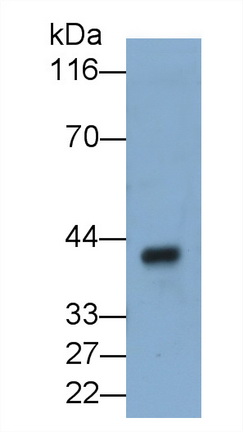 Haptoglobin (Hpt) Mouse Polyclonal Antibody