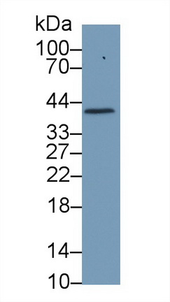 Haptoglobin (Hpt) Pig Polyclonal Antibody