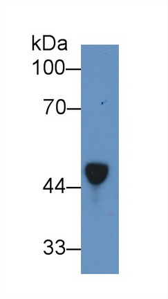 Haptoglobin (Hpt) Rat Polyclonal Antibody