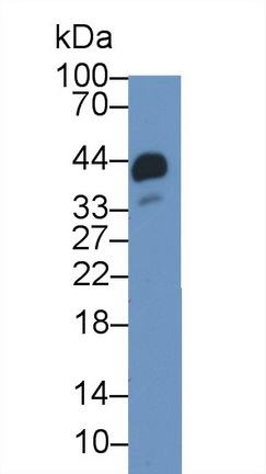Haptoglobin (Hpt) Rabbit Polyclonal Antibody