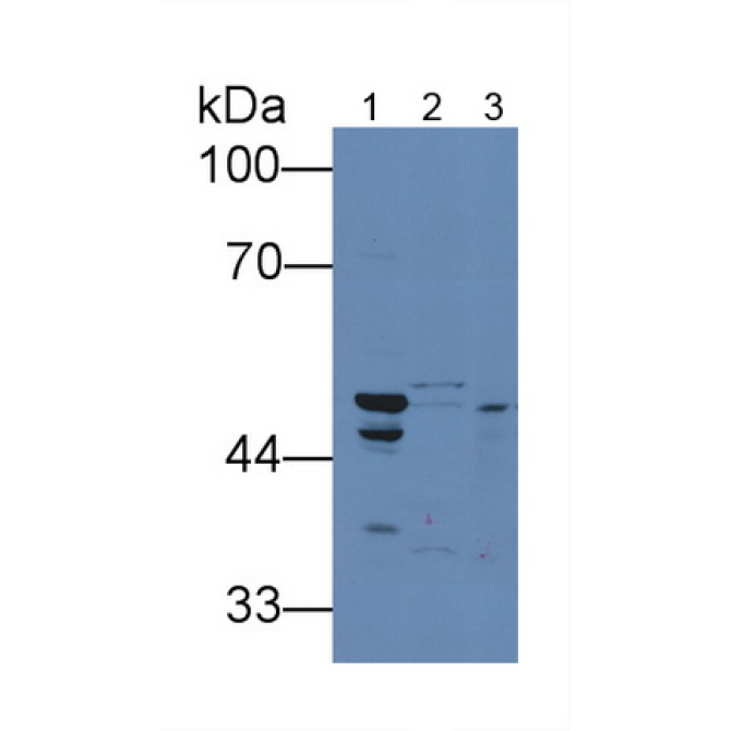 Death receptor 5 (DR5) Mouse Polyclonal Antibody