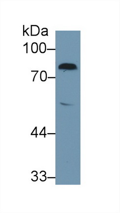 Coagulation Factor II (F2) Rat Polyclonal Antibody