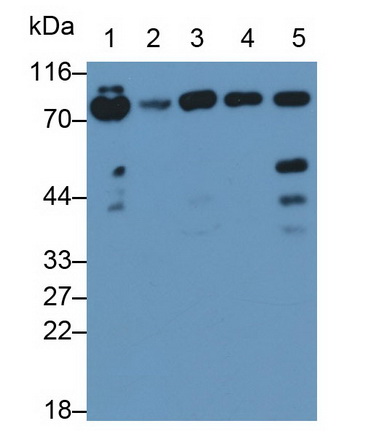 Coagulation Factor II (F2) Rat Polyclonal Antibody