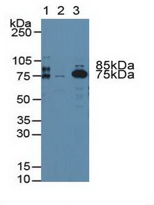 Coagulation Factor II (F2) Rat Polyclonal Antibody