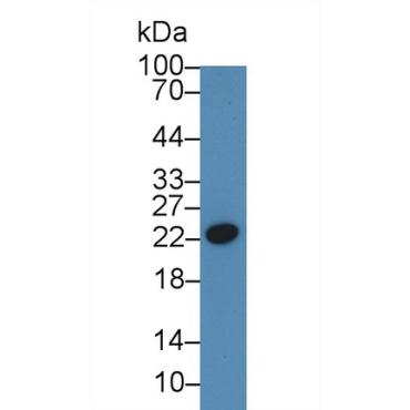 C Reactive Protein (CRP) Bovine (Cattle) Polyclonal Antibody