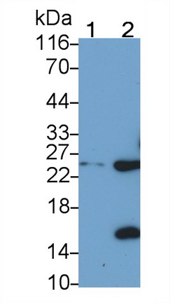 C Reactive Protein (CRP) Ovis aries; Ovine (Sheep) Polyclonal Antibody