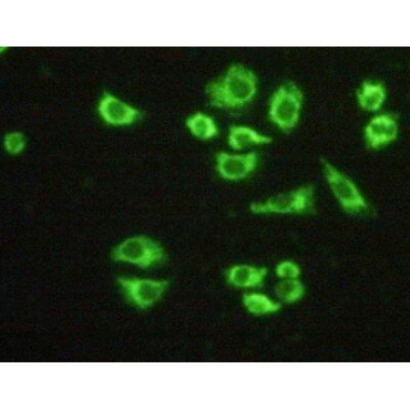 Heat Shock Protein 60 (Hsp60) Mouse Polyclonal Antibody