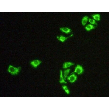 Heat Shock Protein 60 (Hsp60) Mouse Polyclonal Antibody