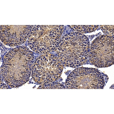 Heat Shock Protein 90kDa Beta 1 (HSP90b1) Human Polyclonal Antibody