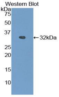 Heat Shock Protein 90kDa Beta 1 (HSP90b1) Mouse Polyclonal Antibody