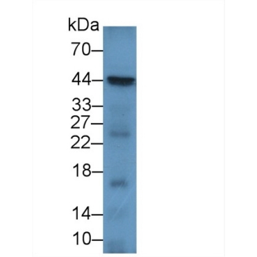 Cluster Of Differentiation 86 (CD86) Mouse Polyclonal Antibody