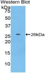 Tumor Necrosis Factor Ligand Superfamily, Member 14 (TNFSF14) Mouse Polyclonal Antibody